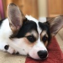 쿨한 강아지 이미지