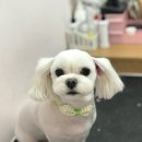 댕댕이 이발소 이미지