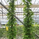 홍성 풀무농업고등기술학교 | 풀무농업고등학교 학생들이. (5월 31일)