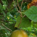 하늘타리 이미지