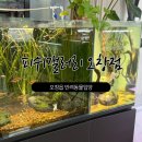 구피 | 충북수족관 :: 피쉬갤러리 오창점에서 구피입양한 후기