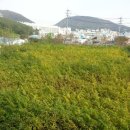 팽나무 농장 이미지