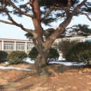 이화초교 이미지