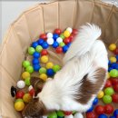 플러스펫 이미지