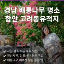 말이산플레이스 | 함안 배롱나무 명소 고려동유적지, 인생사진 잘 나오는 사진구도 총정리
