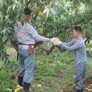 성문 농장 이미지