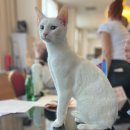 애묘(고양이)백과 - 러시안 화이트 (Russian White) 이미지