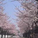 수세 | W 야외스냅 웨딩촬영 메이크업 후기 제이웨딩 수세미파솔