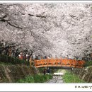 진해의 세느강 여좌천의 벚꽃 이미지