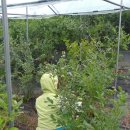 하늘녘싱싱팜 이미지