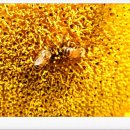 영풍두월리약사여래석불 이미지