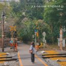 아침에풍경 | 일본] 교토 아라시야마 대나무 숲길(치쿠린), % 아라비카 카페, 도게츠교 아침에 다녀온 후기 및 가는 방법