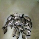 어쭈구리 이미지