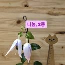 뷰티오렌지 이미지