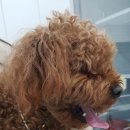 소로동물병원 이미지