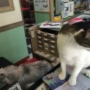 동심동물병원 이미지