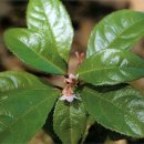 쌍계사 상록수림 이미지