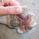 이태원동물병원 이미지