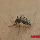 바이러스 이미지