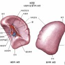 프랙탈이론으로 설명할 수 있는 침법이 여러 가지 있다. (이제민) 이미지