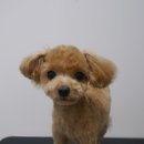 도리도리펫샵 이미지