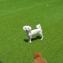 욜로펫 | 대구애견호텔 욜로펫 여름휴가 호텔예약 시작(후기 이벤트 중)