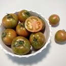 대저농협엽채류산지유통센터 | 랄라마켓 부산 대저 짭짤이 토마토 제철 지금이 가장 맛있는 시기