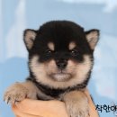 구멍가게애견센터 | 군포강아지분양 시바견 전문센터에서 후기~!!