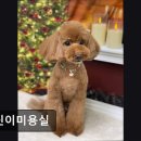 개린이미용실 이미지