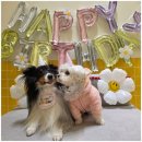 우리유치원 | 판교애견유치원 넓은 실내외 공간에서 우리 보리 신나게 보낸 후기!