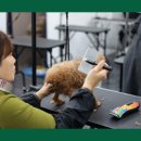 애견미용교실