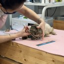 고양이 미용 미오 이미지