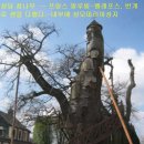 천과나무 이미지