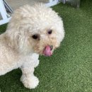 해브어굿댕 이미지