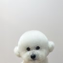 몽블리스 이미지