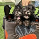 타이니켄넬 이미지