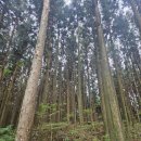 삼다수숲길 2코스 | [제주 여행] 제주도 숲길 추천 삼다수숲길 / 삼다수숲길 주차장 위치!