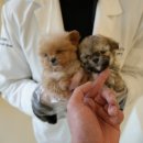 스마일퍼피 강아지분양 동탄점 | 용인강아지분양 찾다 방문한 홍스퍼피 수원본점 솔직 실제후기와 느낀점 🐶✨