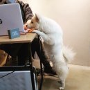 그루머웅 이미지