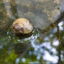 달팽이 이미지