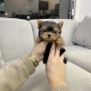 예쁜강아지 이미지