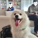 천안동물의료센터 24시 | 천안강아지안과 천안동물의료센터 연중무휴 24시