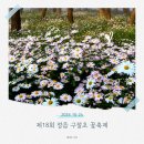 구절초로 | [정읍 여행] 조금 아쉬웠던 2025 정읍 구절초 축제 마지막 주 방문 솔직 후기