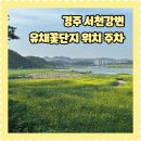 경주여자중학교 | 5월 경주 여행 추천코스 형산강 서천 유채꽃 단지 위치 주차 개화상황
