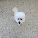 별빛멍냥 이미지