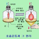 복식호흡과 흉식호흡의 정확한 뜻과 연습법 이미지