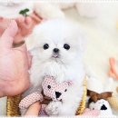 블리독수원점 고양이강아지분양 미니비숑프리제말티푸포메입양 이미지