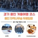 자작나무 | 용인자작나무숲 겨울 후기｜입장료 무료·눈썰매 무료·아이들과 가기 좋은 곳