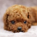 예쁘장이 이미지