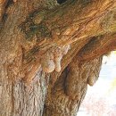 여행하는 나무 이미지